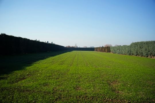 12-10 Green Piazza L1003339