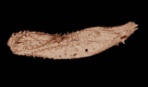 Eokinorhynchus rarus fossil.jpg