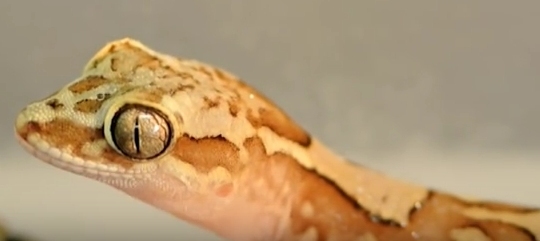 The box-patterned gecko has an amazing way to stay dry! (click to see video from which this image was taken)