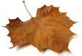 autumn leaf