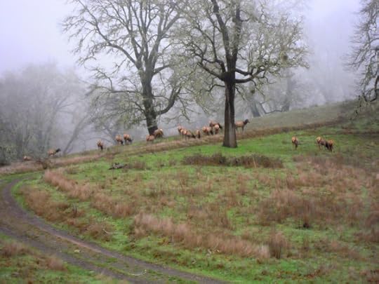 848.elk upper