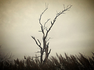 lonely tree - reaching for the sky