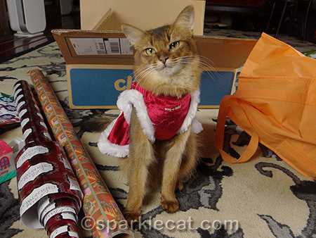 Somali cat, cat christmas dress, Christmas cat, present wrapping with cat