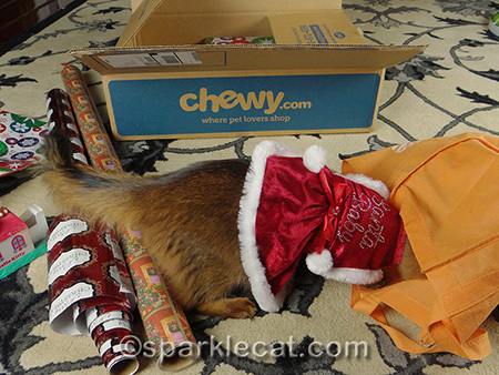 Somali cat, cat Christmas dress, Santa Baby cat dress, cat present wrapping