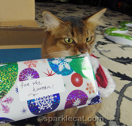 Somali cat, Christmas gift, cat Christmas