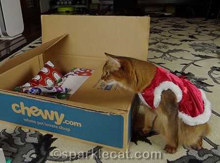 Somali cat, cat and box, cat Christmas, cat christmas gifts