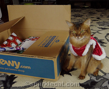 Somali cat, cat Christmas dress, cat presents, Secret Paws