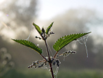 dew-covered-nettle-1499321