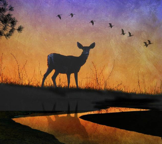 twilight-along-the-brook-doe-mule-deer