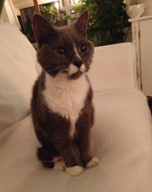 Igår åkte jag hem till Åsa (och Misse) och bjöds på middag och bad.