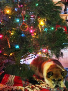 Dog UNDER CHRISTMAS TREE
