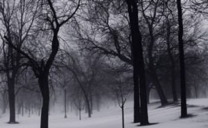 winter_trees_201551