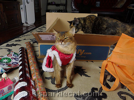 Somali cat, tortoiseshell cat, cats and boxes, cat christmas, gift wrapping