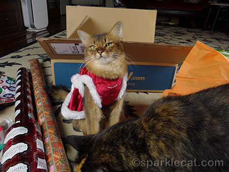 cat photo bomb, Somali cat, tortoiseshell cat