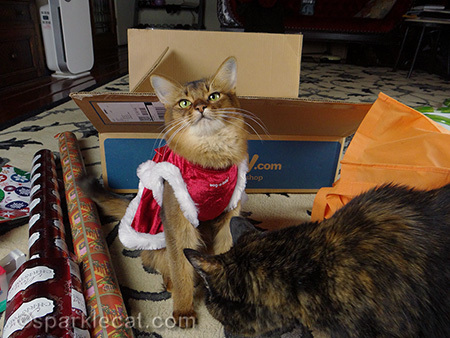 Somali cat, cat Christmas dress, tortoiseshell cat, cat gift wrapping