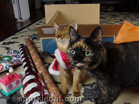 cat photo bomb, tortoiseshell cat, Somali cat, Christmas present wrapping