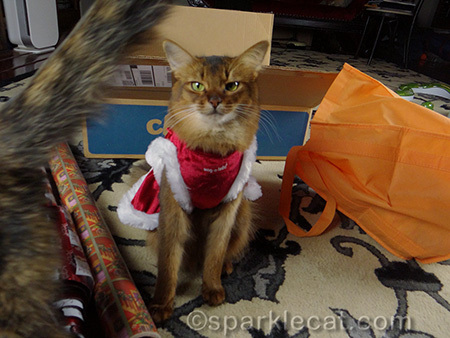 Somali cat, cat in dress, cat photo bomb, tortoiseshell cat