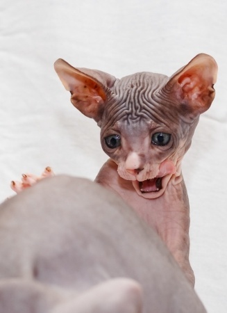 One day, I accidentally gave myself a brazilian. Seriously. @foxywinepocket | humor