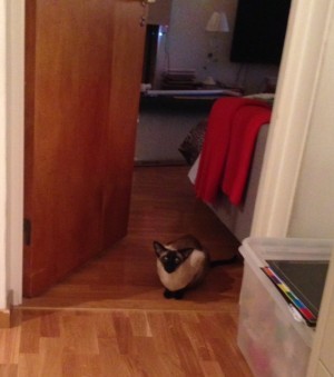 Hawkeye bevakar från dörröppningen. Simba har gömt sig under soffan.