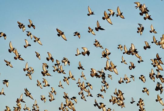 A flock of birds in the sky