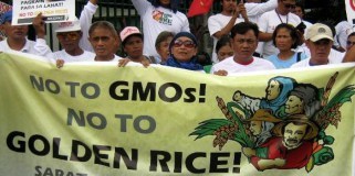 GMO_Golden_Rice_Phillipines_Say_No
