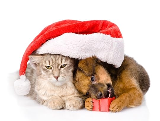 cat and dog with santa hat and red box. isolated on white backgr