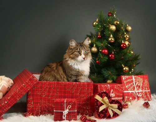 cat-christmas-tree-presents