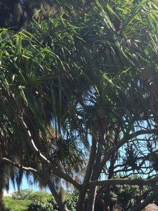 A Hala tree. Can you see the pineapple like fruit?