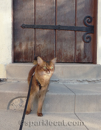 Somali cat, cat on steps, cat on least, cat at front door