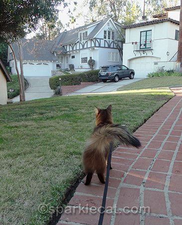 Somali cat, cat in yard, neighborhood cat, 