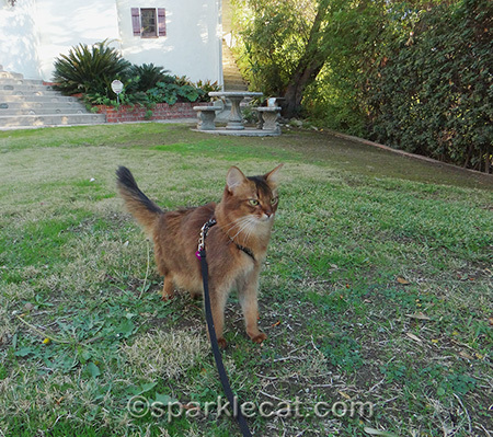 Somali cat, cat on leash, cat in yard