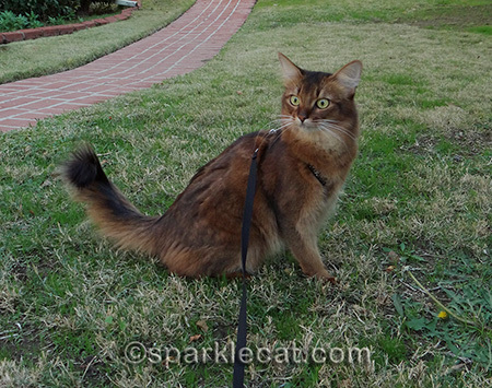 Somali cat, cat on grass, cat on leash