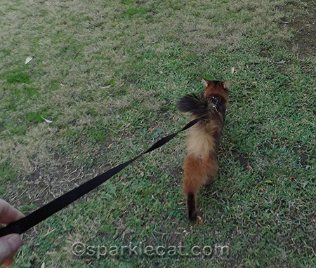 cat on leash, cat on grass, cat outdoors