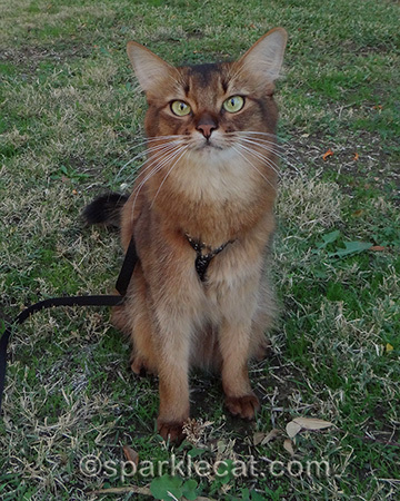 cat on grass, Somali cat, cat on leash