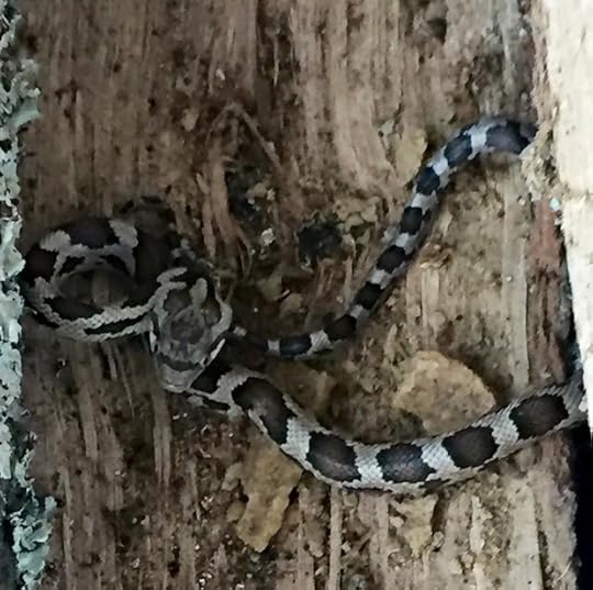 12341086_10206832637966621_9176685006439393192_n