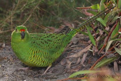 Western Ground Parrot