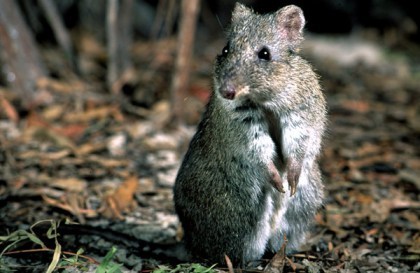 Gilbert’s Potoroo are endangered in Australia especially after losing 90% of its habitats in recent fires. Photograph from Gilbert's Potoroo Action Group.