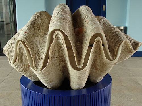 Tridacna_gigas.001_-_Aquarium_Finisterrae.JPG