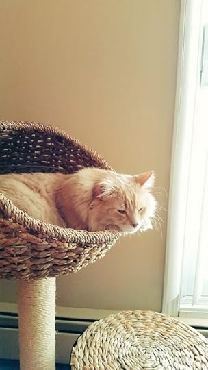 12238007_10153455394758778_5900324296039065934_o