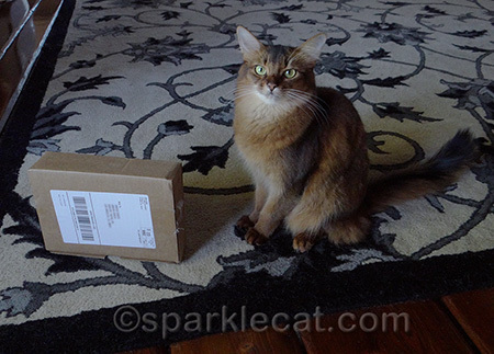 Somali cat, box, mailchimp