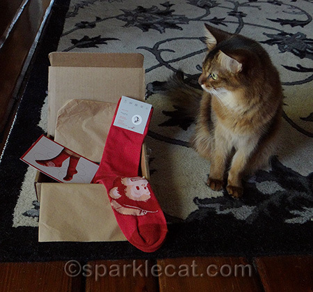 mailchimp, mailchimp socks, somali cat