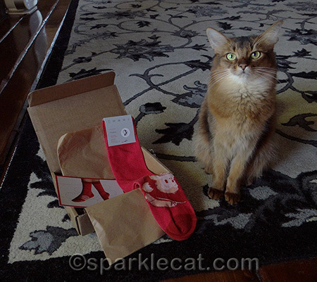 MailChimp socks, somali cat, Christmas 2015