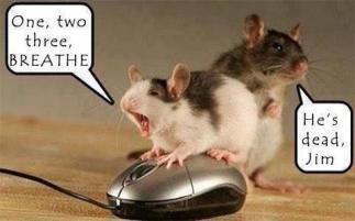 mouse and mouse
