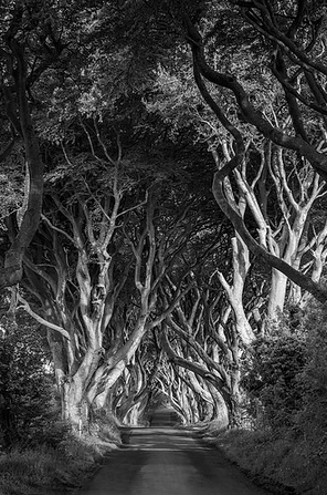 Go ahead, enter the dark forest where the path is hard and demons lurk. 