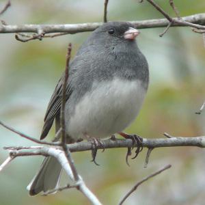 Thnaks to https://www.google.com/imgres?imgurl=https://upload.wikimedia.org/wikipedia/commons/f/ff/Dark-eyed_Junco-27527.jpg&imgrefurl=https://en.wikipedia.org/wiki/Dark-eyed_junco&h=1200&w=1200&tbnid=DGC_yN-QS3gmQM:&tbnh=186&tbnw=186&docid=PgfF6Qrr1lkmXM&itg=1&usg=__OQUoHQtFIiKMLohwHizh08u4Ka8=