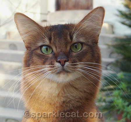 Somali cat, cat outside, cat portrait, cat photography