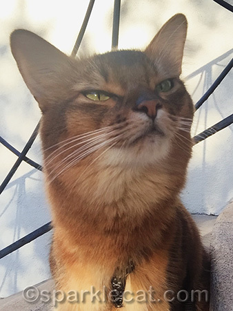 somali cat, cat portrait, cat selfie