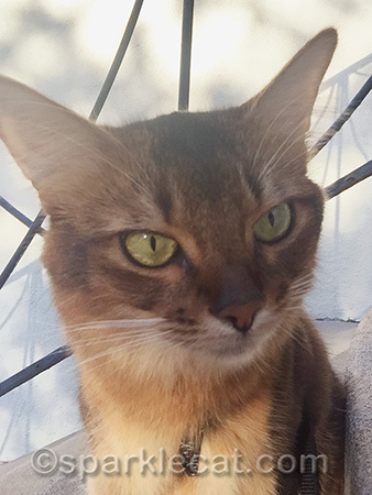 Somali cat, cat portrait