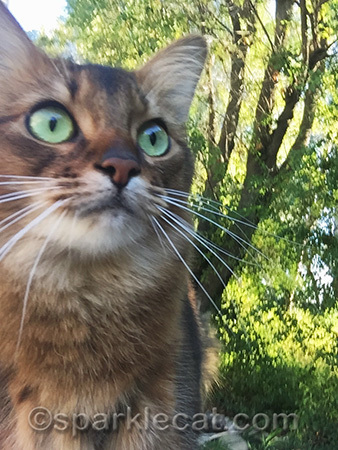 Somali cat, arty photo, arty cat selfie