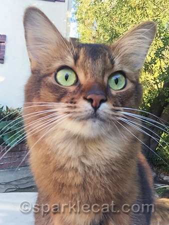 somali cat, somali cat portrait, cat selfie